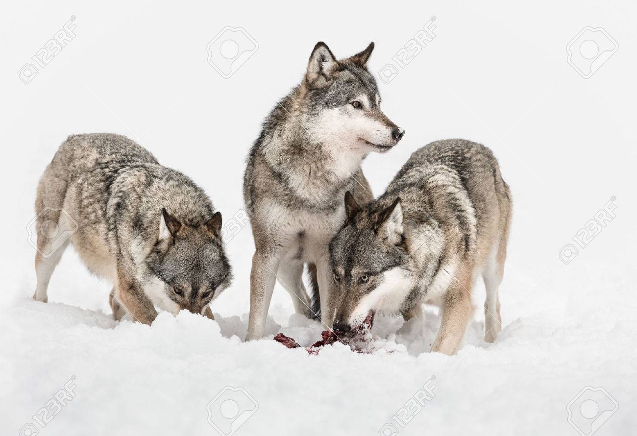 Three Grey Wolves