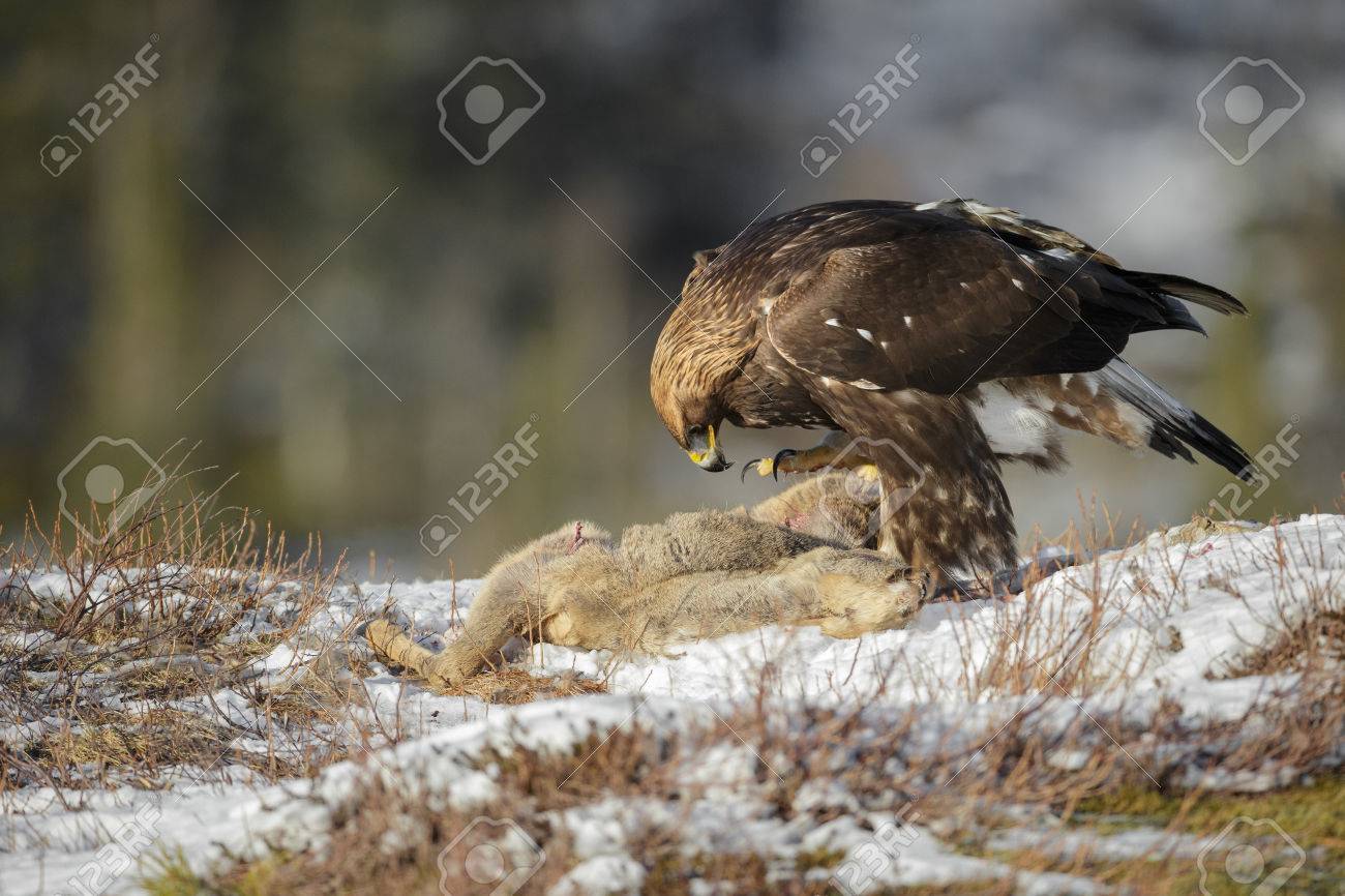 A Large Female Golden Eagle Scavenging On A Dead Roe Deer