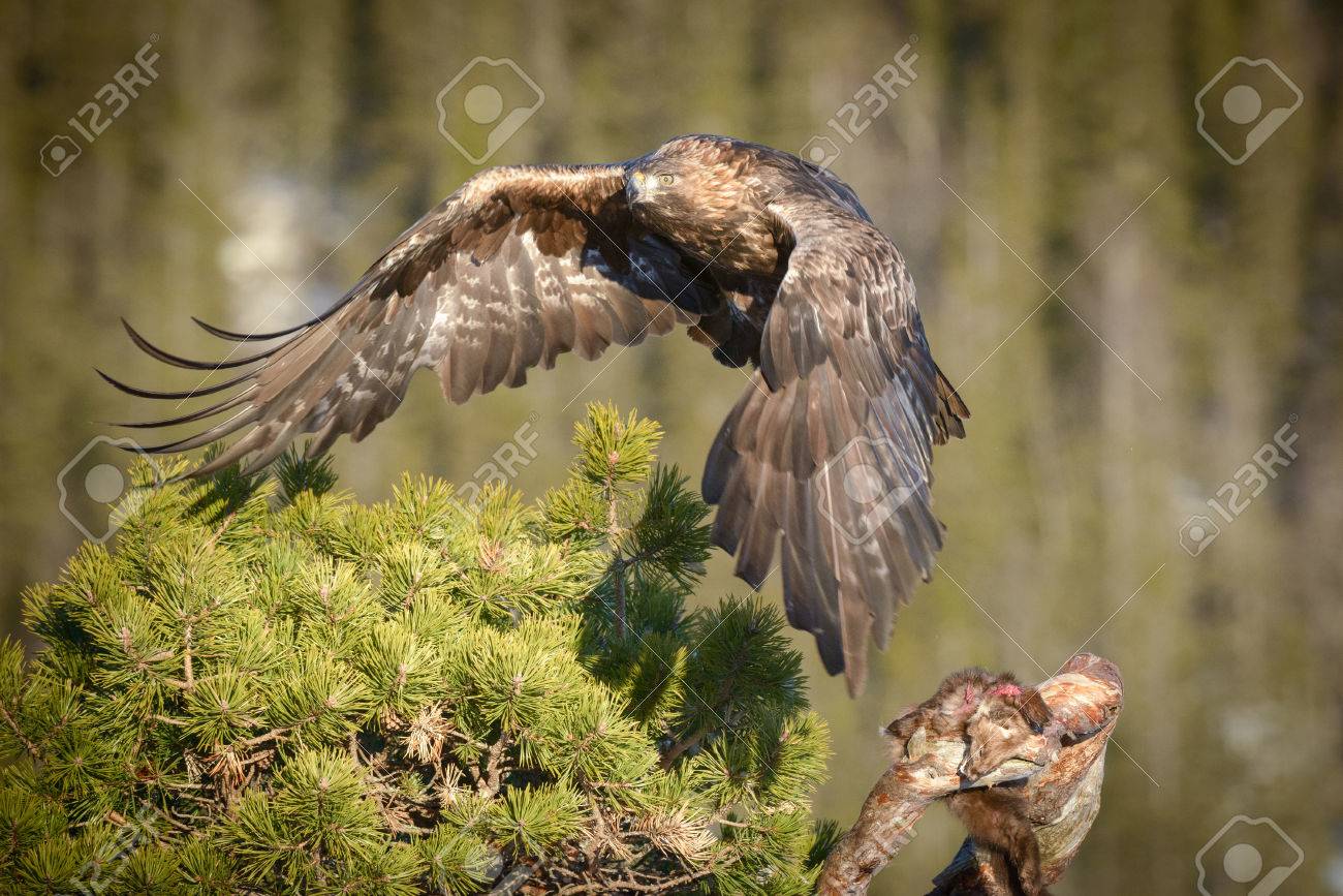 A Young Male Golden Eagle Flies Away From His Pine Marten Meal