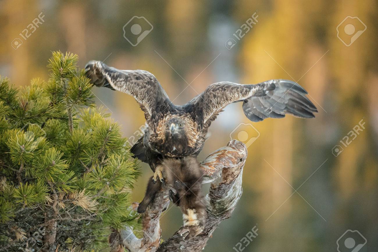 A Young Male Golden Eagle Has Been Feeding On A Pine Marten But