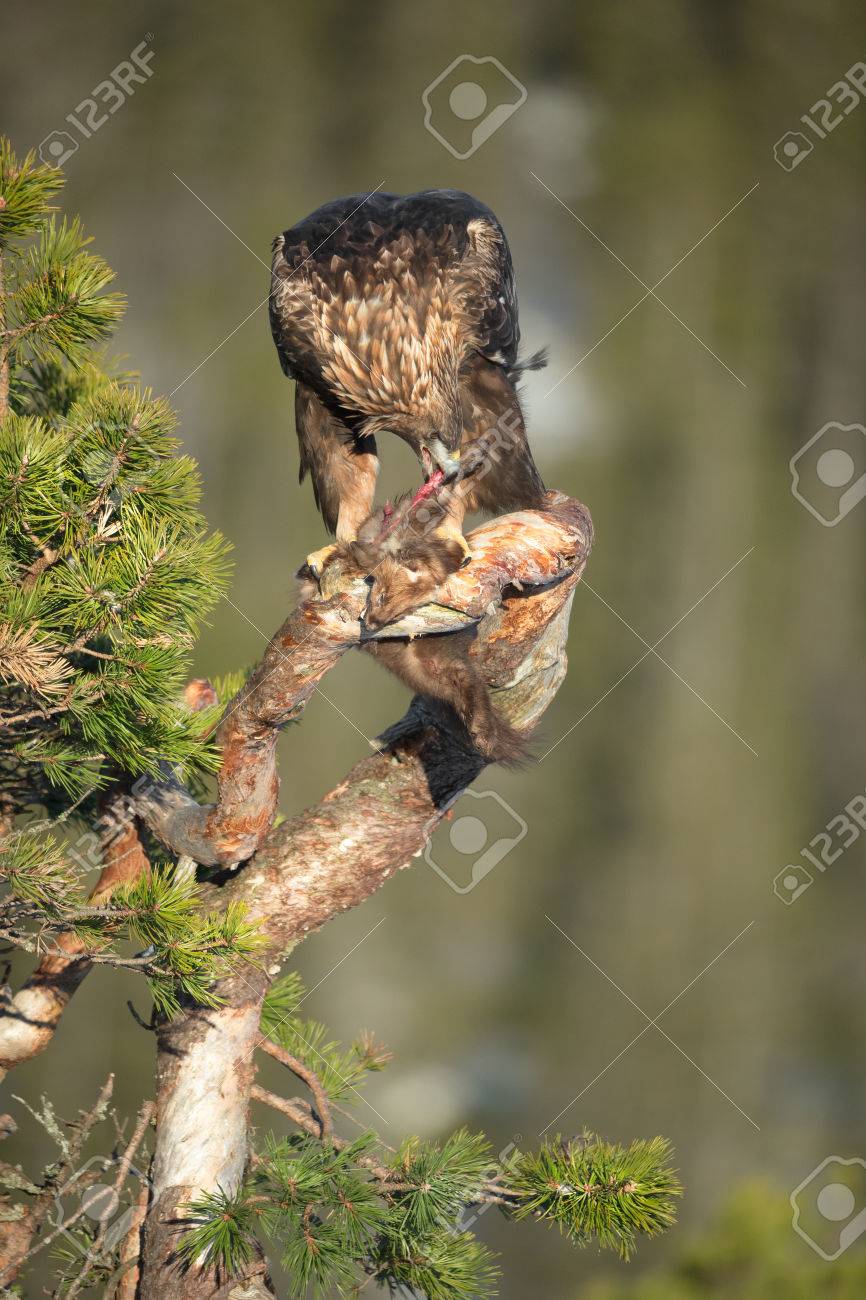A Young Male Golden Eagle Feeding On A Pine Marten On The Branch