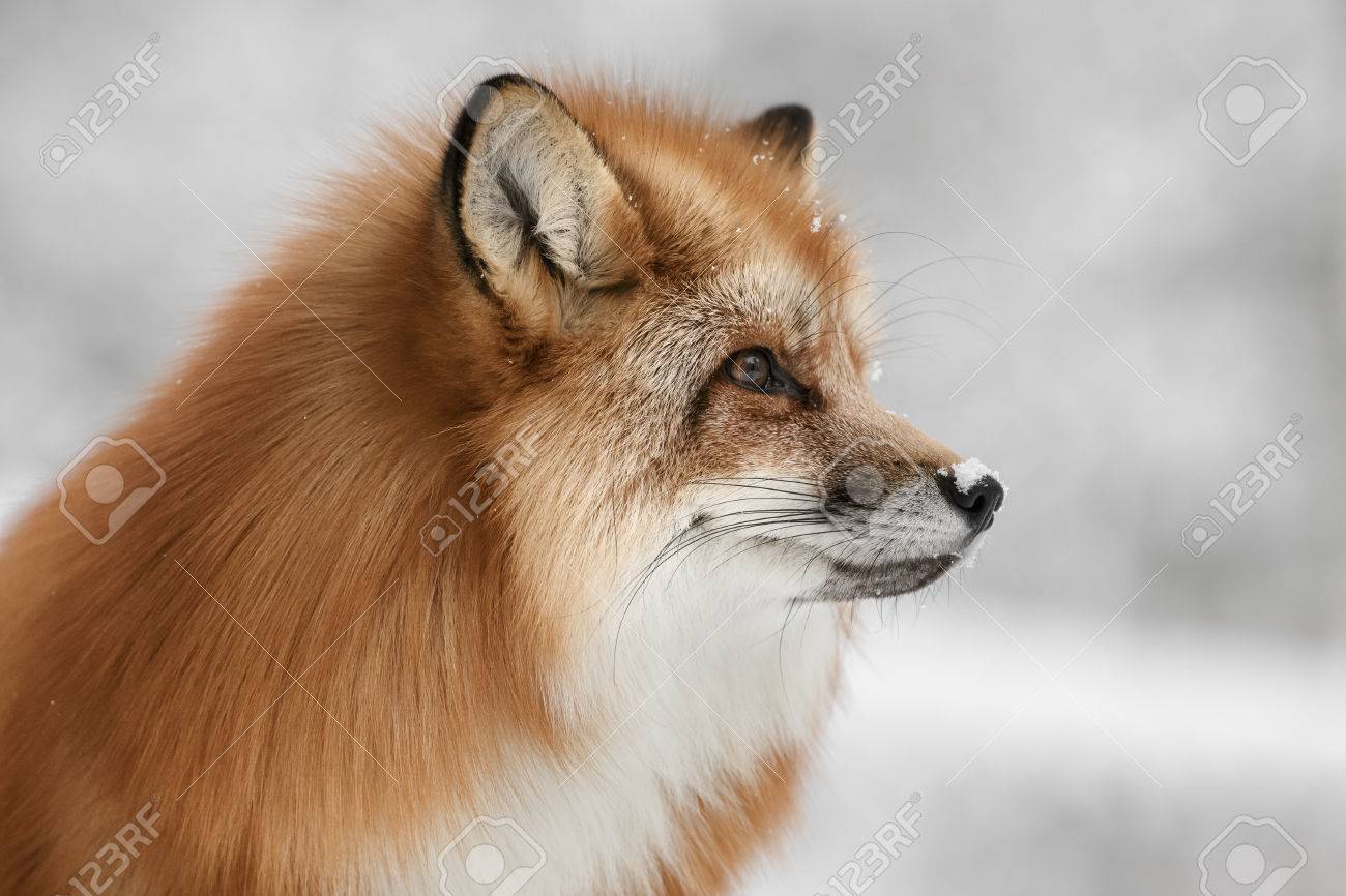 The Wild Photographer Red Fox Donnelly Idaho