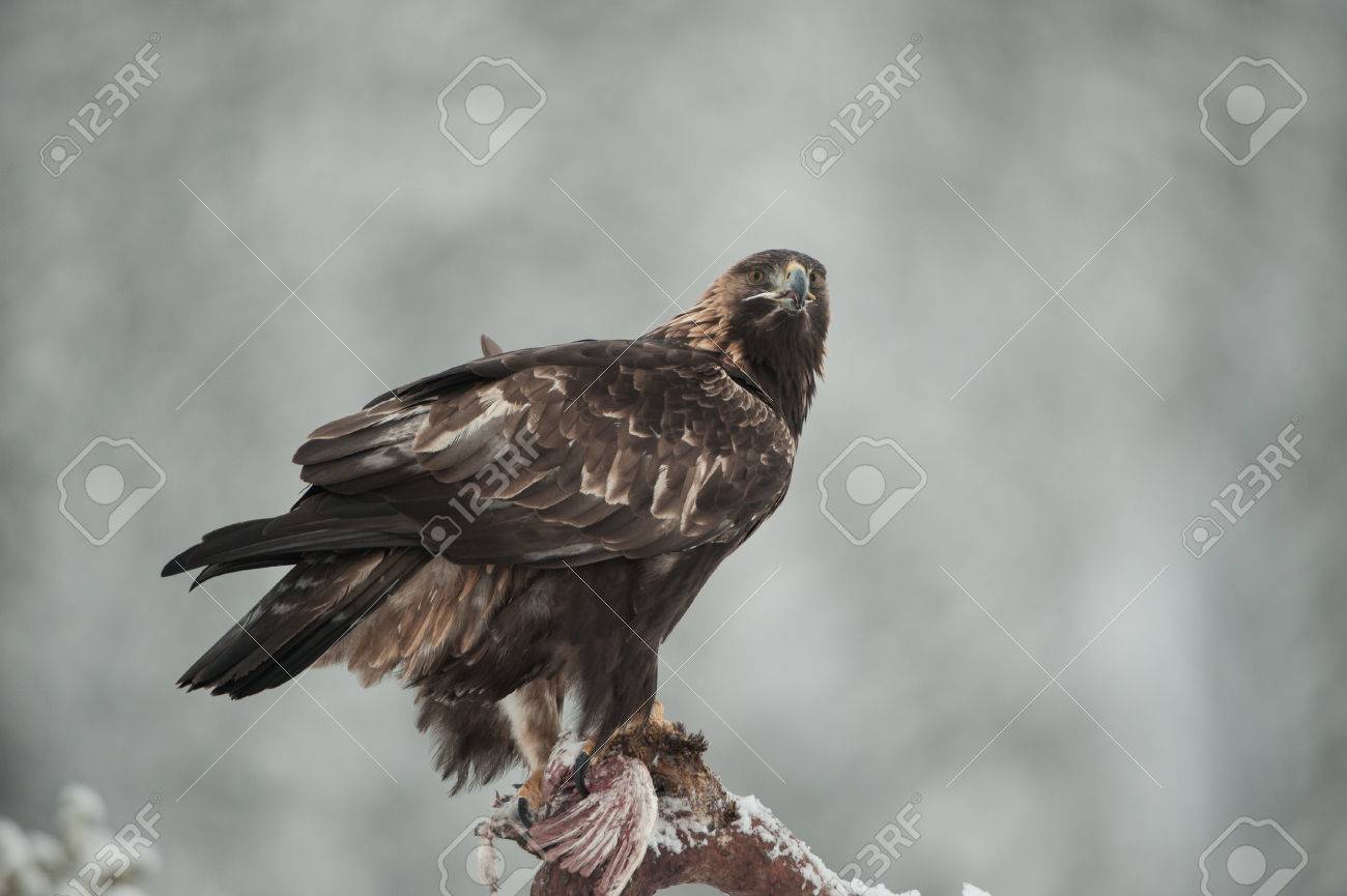 A Female Golden Eagle Feeding On Its Ptarmigan Prey