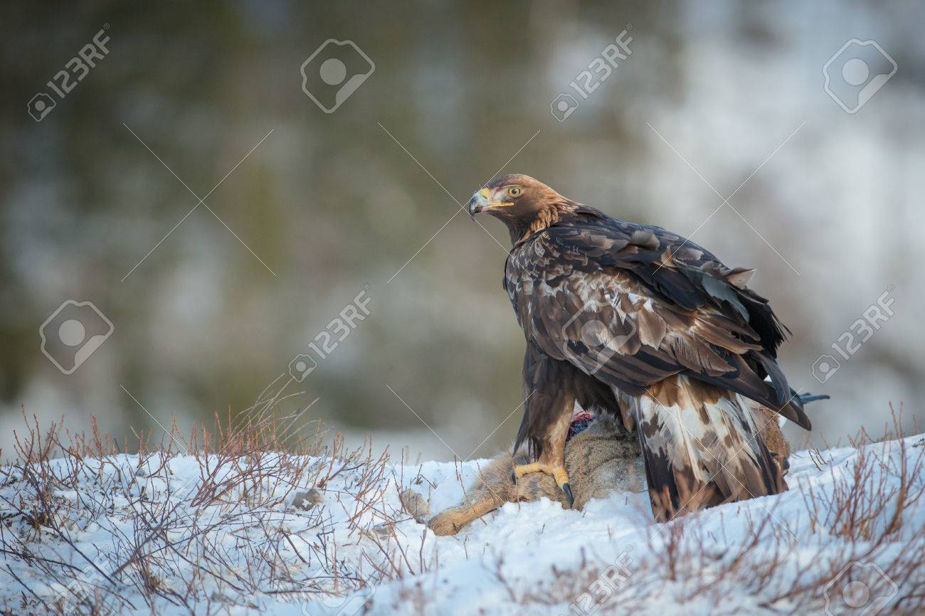A Female Golden Eagle Feeding On A Dead Roe Deer Turns To Look