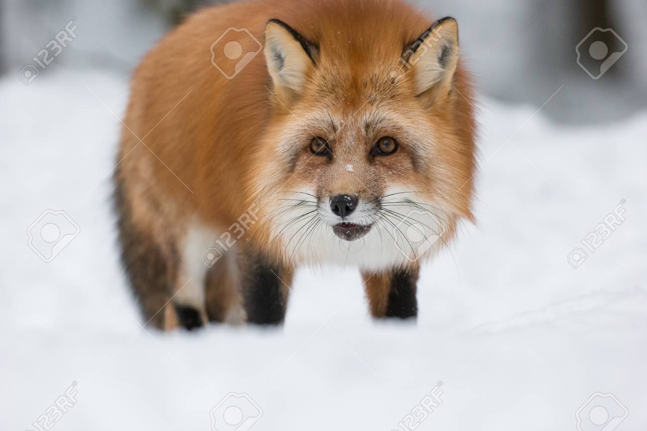 fox winter coat