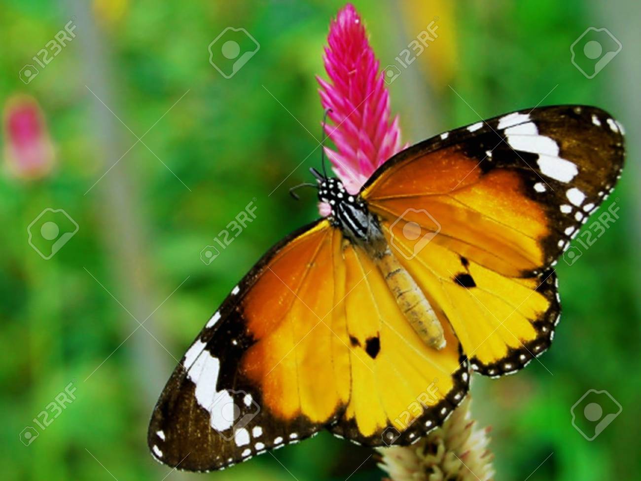 etiam-dictum-ipsum-a-felis