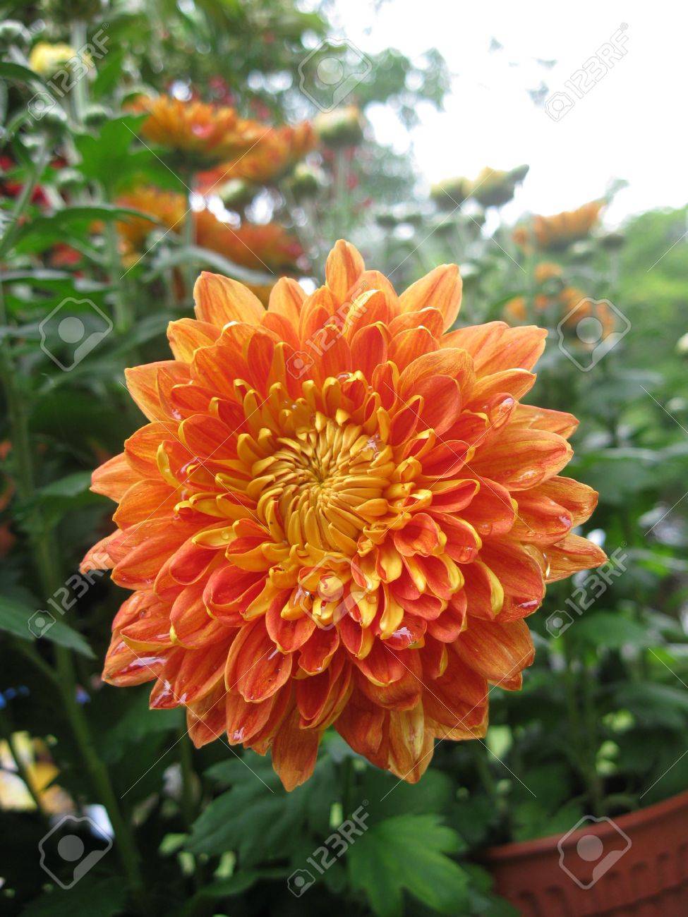Orange Color Blossom Asteraceae Flowers Stock Photo Picture And Royalty Free Image Image
