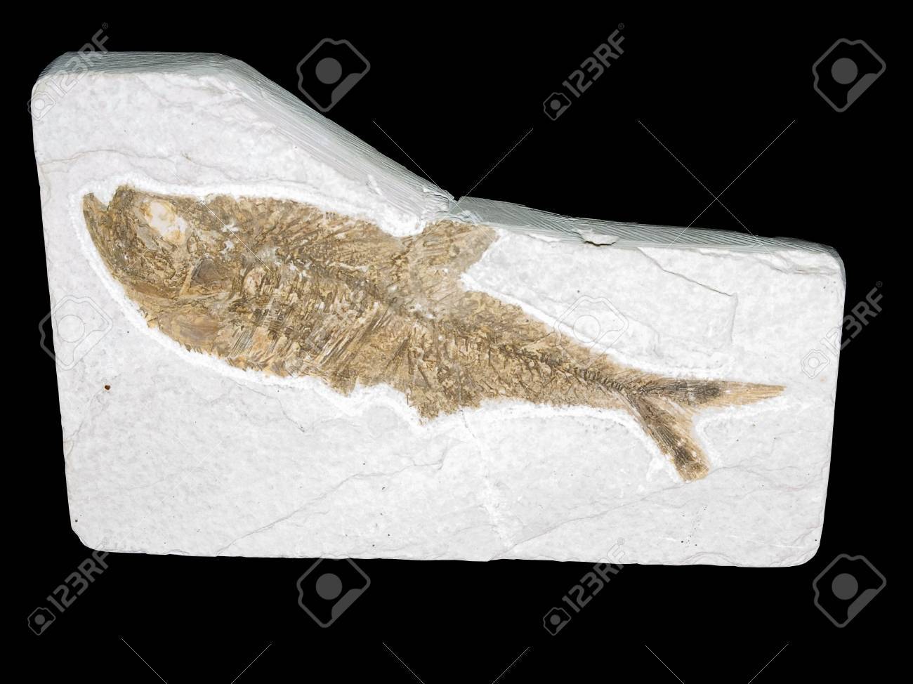 古代魚化石石灰岩から切り出した の写真素材 画像素材 Image 1330 古代魚化石石灰岩から切り出した の写真素材 画像素材 Image 1330