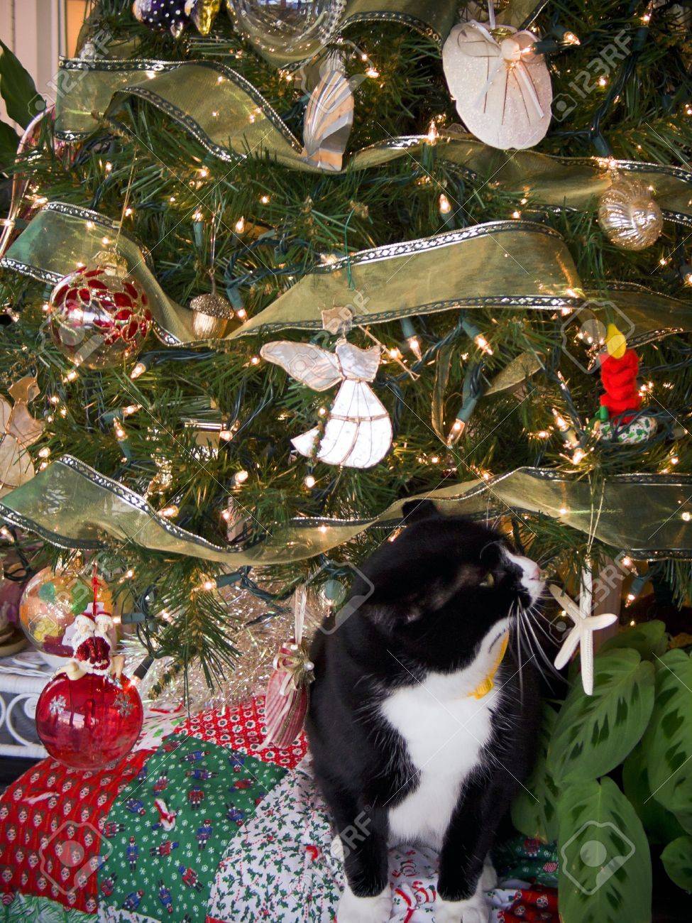 Un Chat Curieux Noir Et Blanc Sous Un Arbre De Noël Décoré