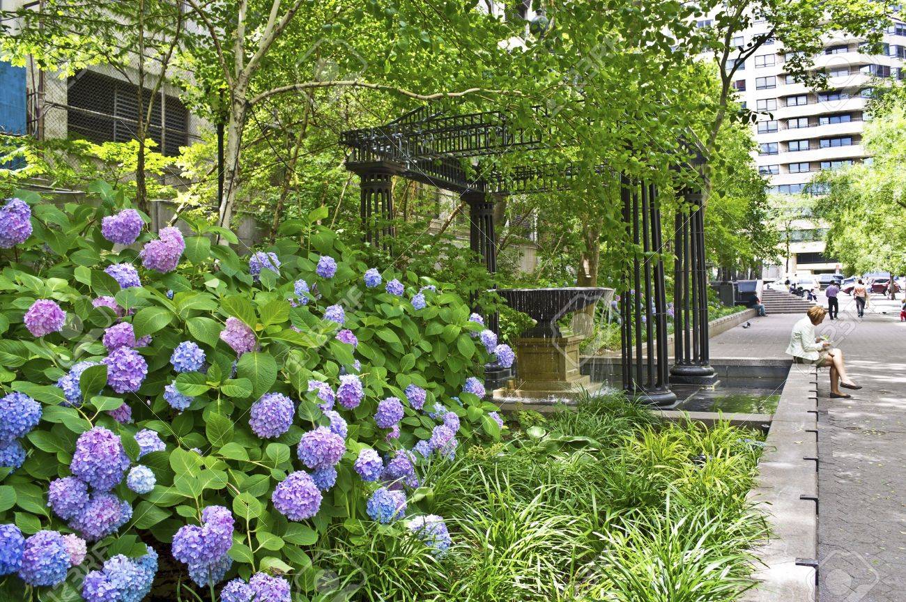 ニューヨーク 6 月 18 日 夏の間 々 12 年 6 月 18 日にニューヨーク市のマンハッタンの東側の美しいアジサイの花 国連の近くのマンハッタンのイースト サイドにある公園します の写真素材 画像素材 Image ニューヨーク 6 月 18 日 夏の間 々 12 年 6 月 18 日にニューヨーク市のマンハッタンの東側の美しいアジサイの花 国連の近くのマンハッタンのイースト サイドにある公園します の写真素材 画像素材 Image