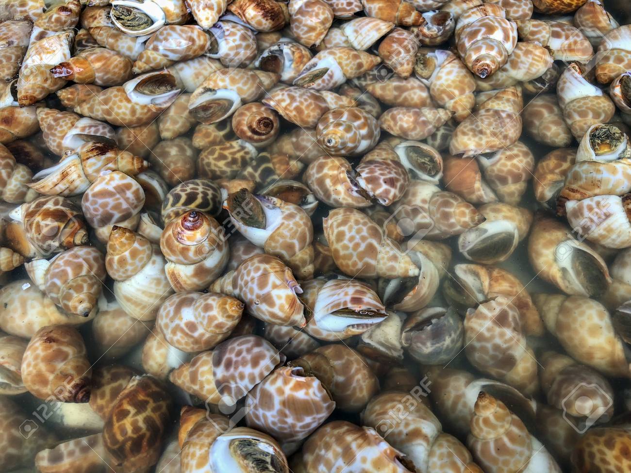Babylonia Areolataa S A Species Of Sea Snail In The Family Babyloniidae Phylum Mollusca Superfamily Muricoidea Fresh Sea Snails In Sea Water In Stainless Tray To Sell As Seafood Usually To Grilled Lizenzfreie Babylonia Areolataa S A Species Of Sea Snail In The Family Babyloniidae Phylum Mollusca Superfamily Muricoidea Fresh Sea Snails In Sea Water In Stainless Tray To Sell As Seafood Usually To Grilled Lizenzfreie