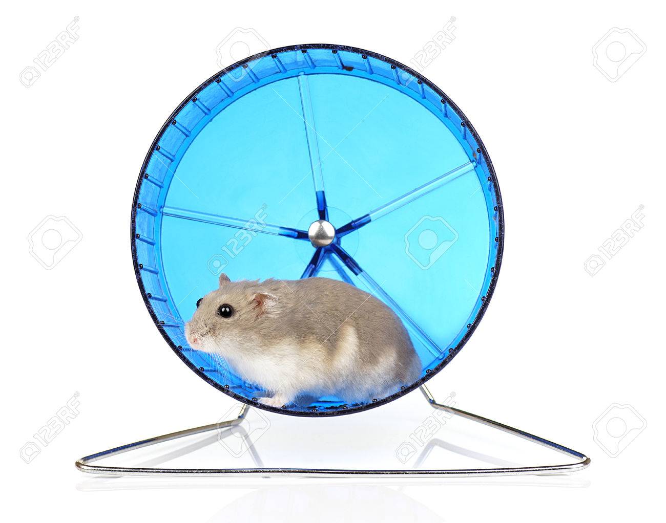 running wheel for hamster