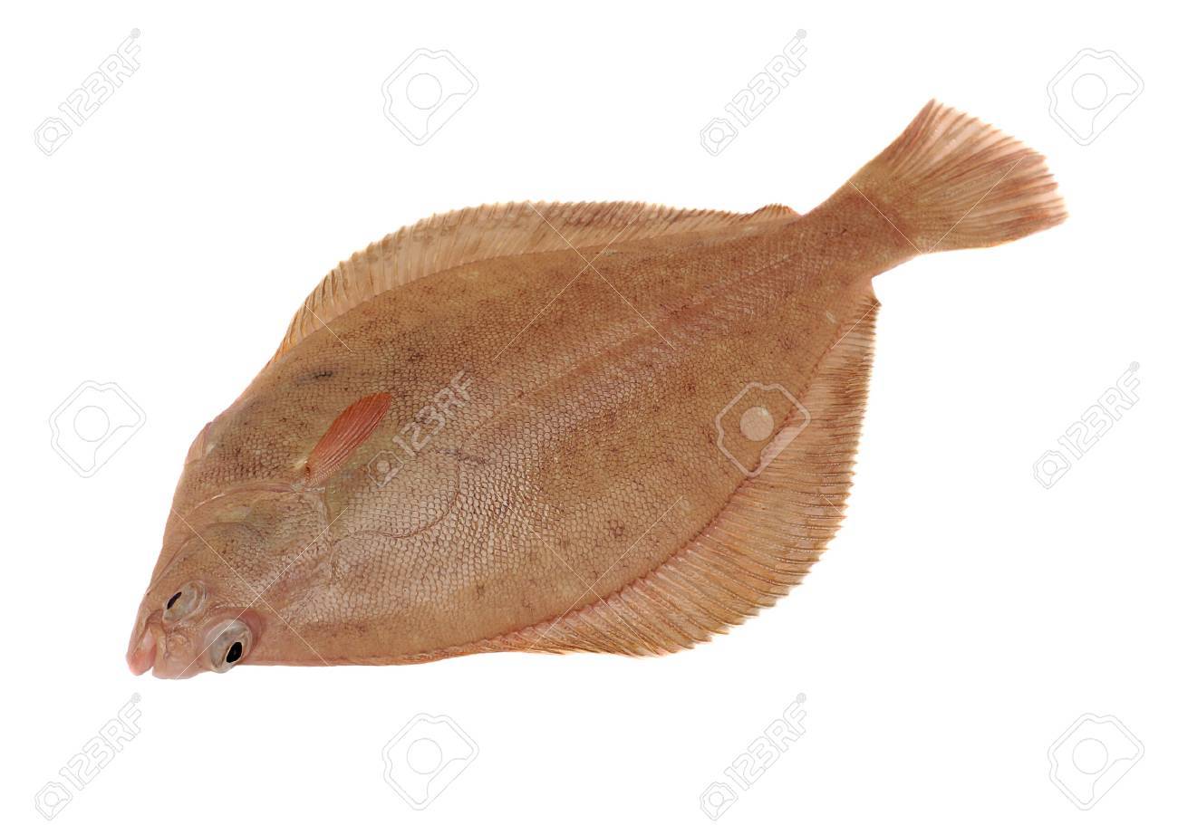 dab fish