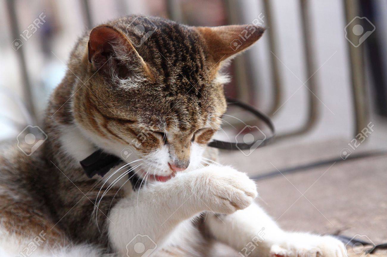 猫 手 を なめる