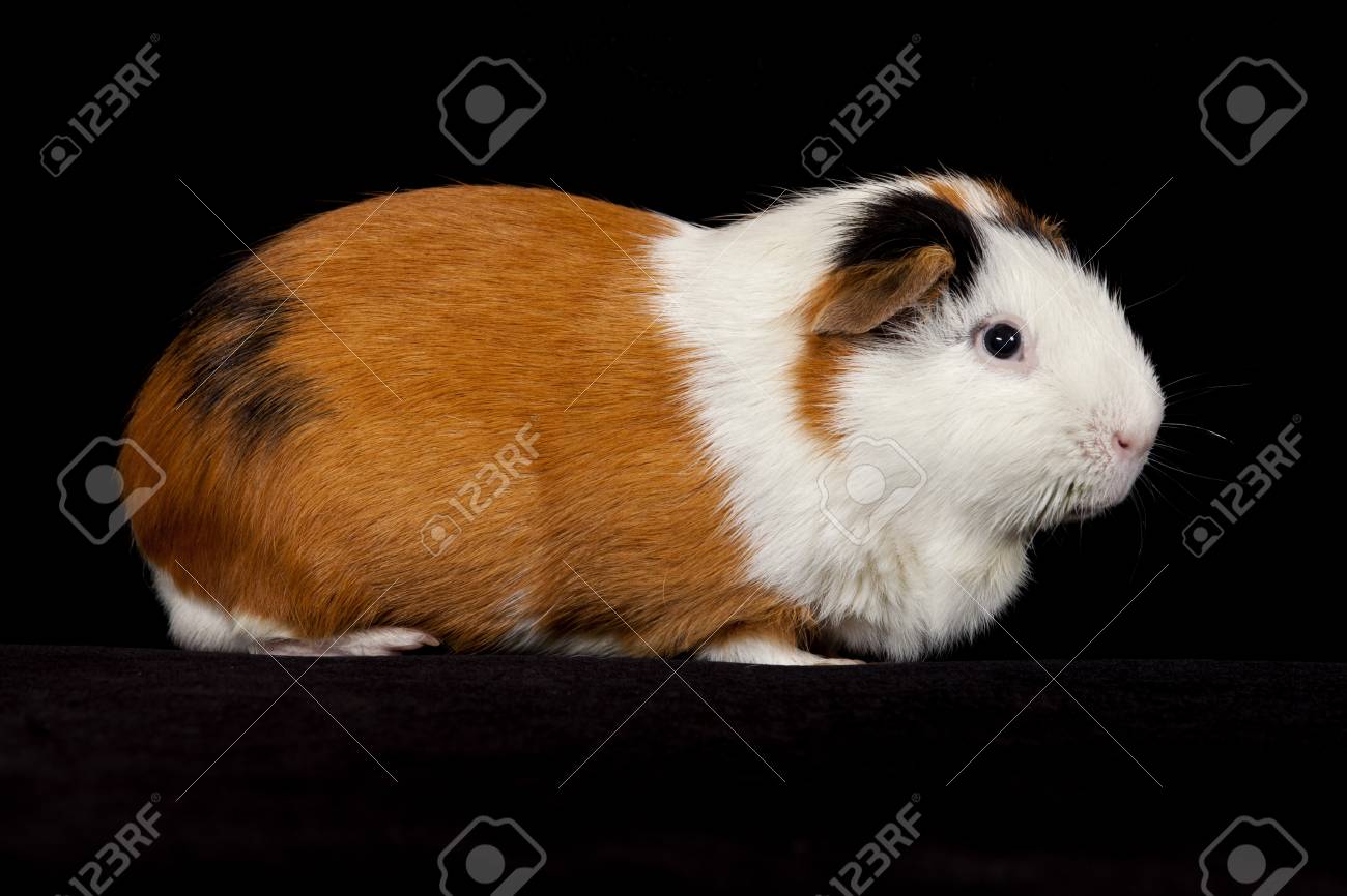 how much wet food for dog