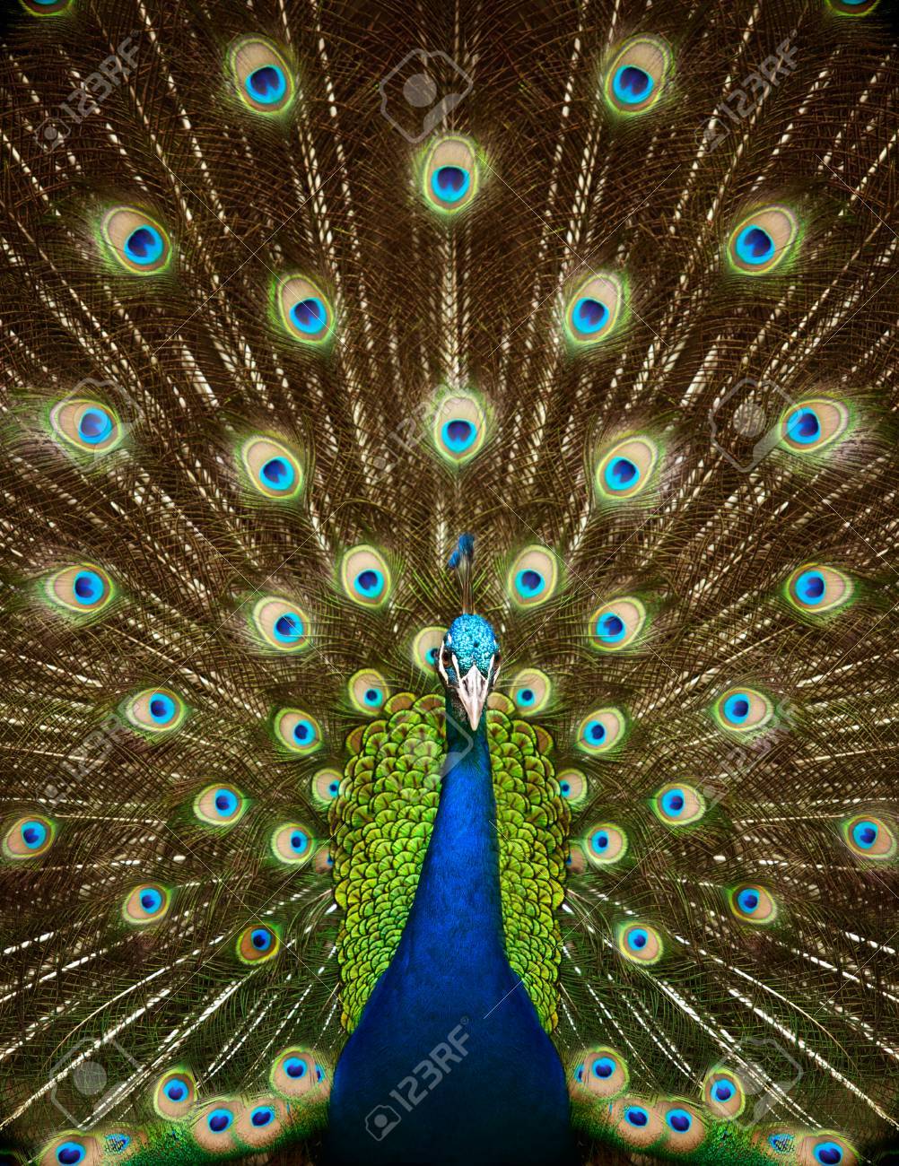 うちの羽を持つ美しい孔雀の肖像画 の写真素材 画像素材 Image うちの羽を持つ美しい孔雀の肖像画 の写真素材 画像素材 Image