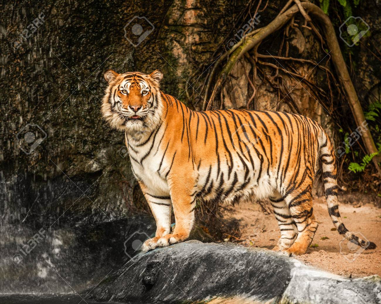 Portrat Einer Koniglichen Bengal Tiger In Der Hohle Lizenzfreie Fotos Bilder Und Stock Fotografie Image 26026770