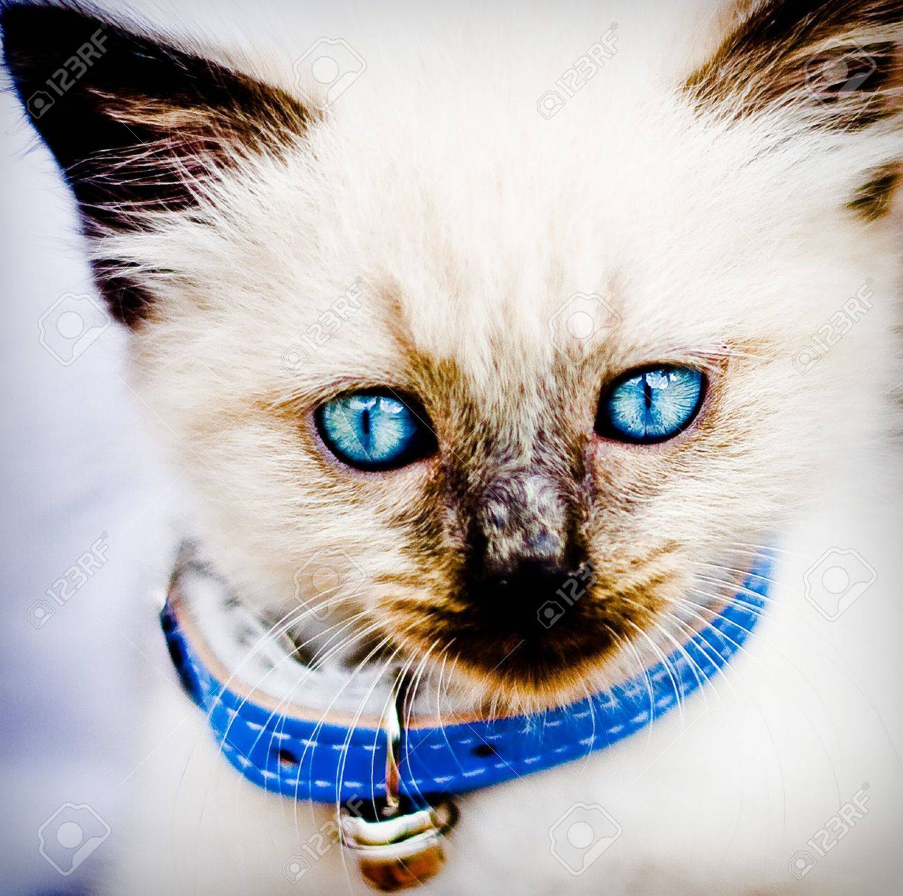siamese cat collar