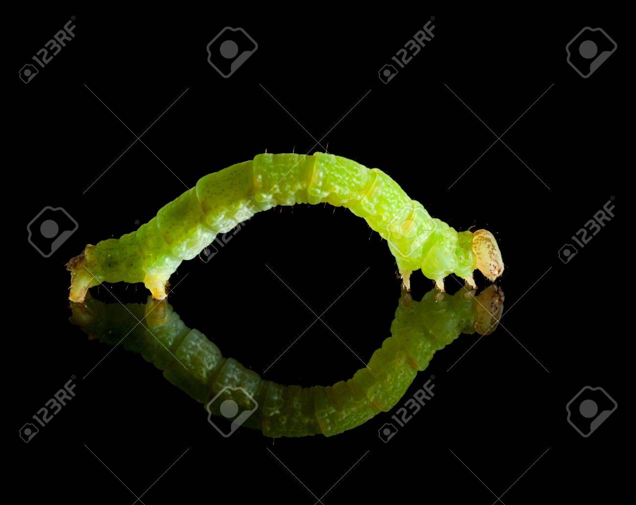 黒の反射板に分離された緑害虫毛虫尺取虫 の写真素材 画像素材 Image