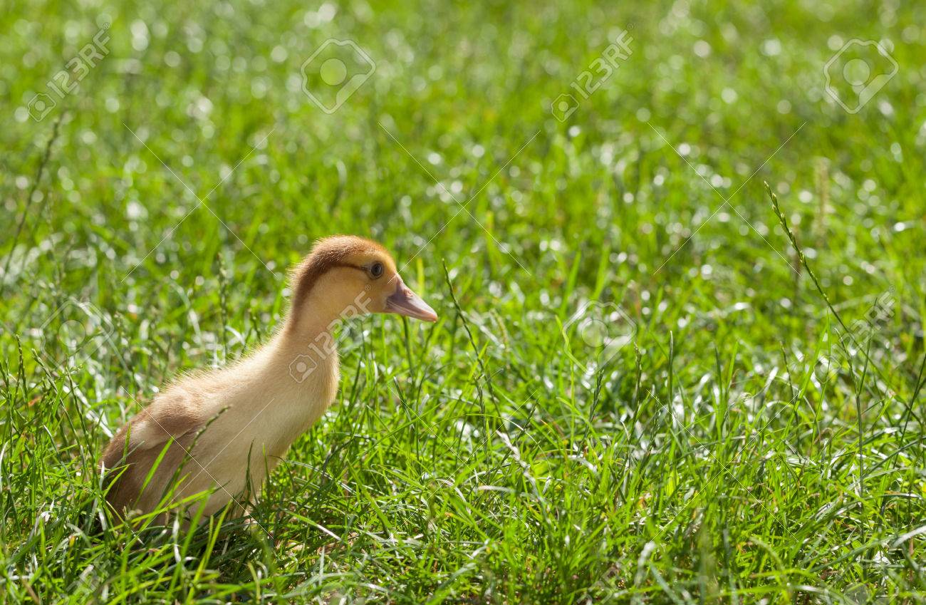 side view of little yellow fluffy duckling on green grass background