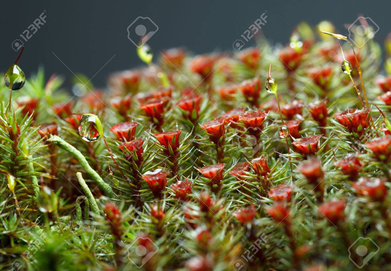 赤花 Haircap 苔 スギゴケ属コミューン と雨の滴を地衣 の写真素材 画像素材 Image