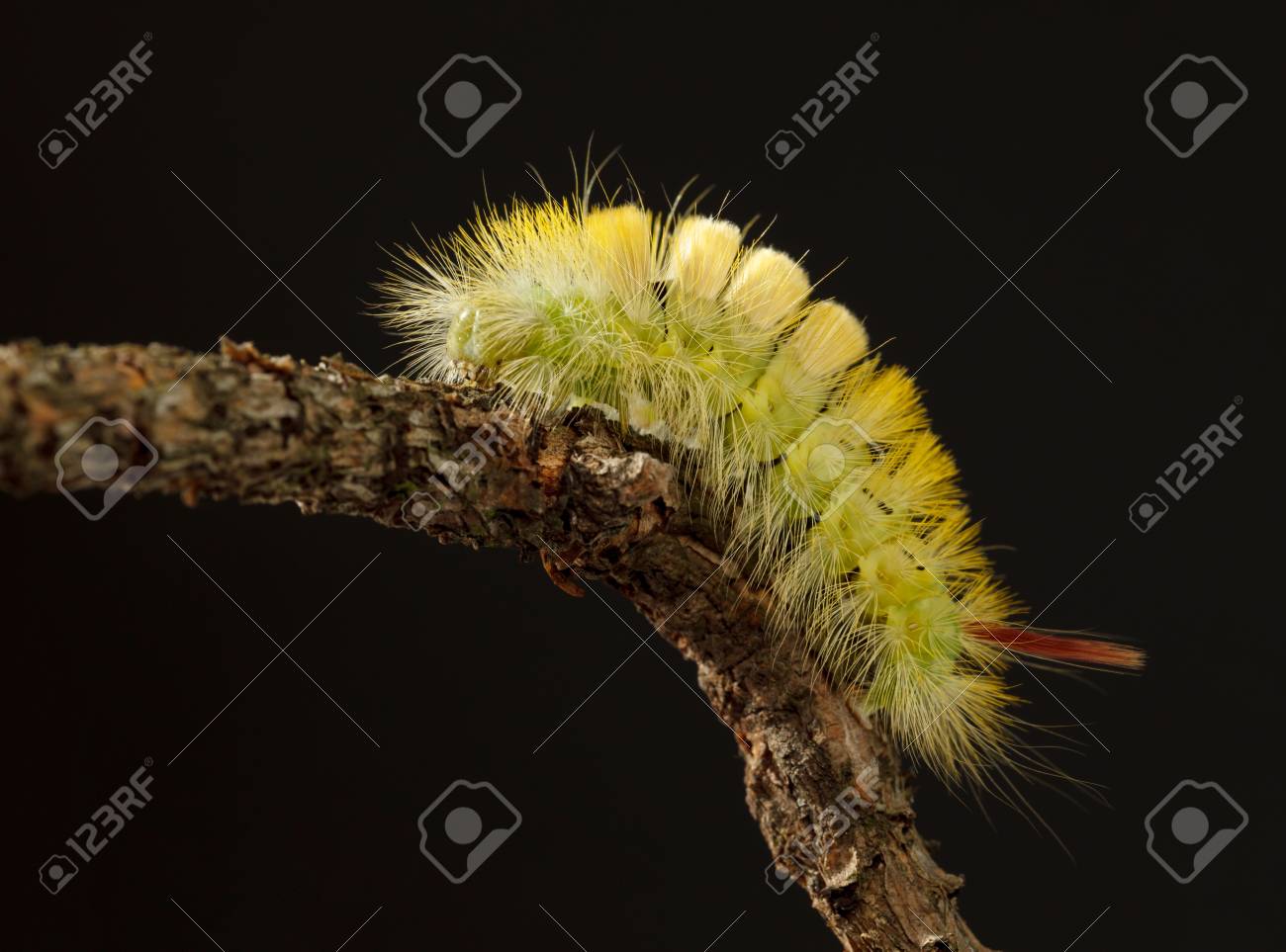 黄色い毛虫 Calliteara Pudibunda のマクロ側の表示は暗い背景に木の枝に登る の写真素材 画像素材 Image 黄色い毛虫 Calliteara Pudibunda のマクロ側の表示は暗い背景に木の枝に登る の写真素材 画像素材 Image
