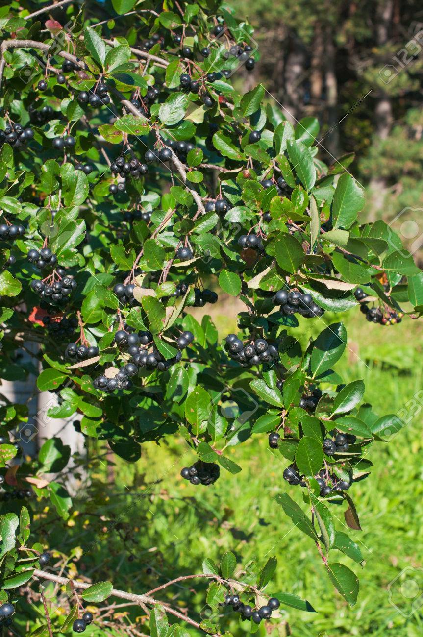 Bildergebnis fÃ¼r Aroniabeeren, lizenzfrei bilder