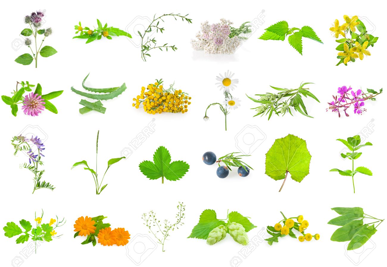 薬効があるハーブ ハーブや花 白で隔離のセットです の写真素材 画像素材 Image