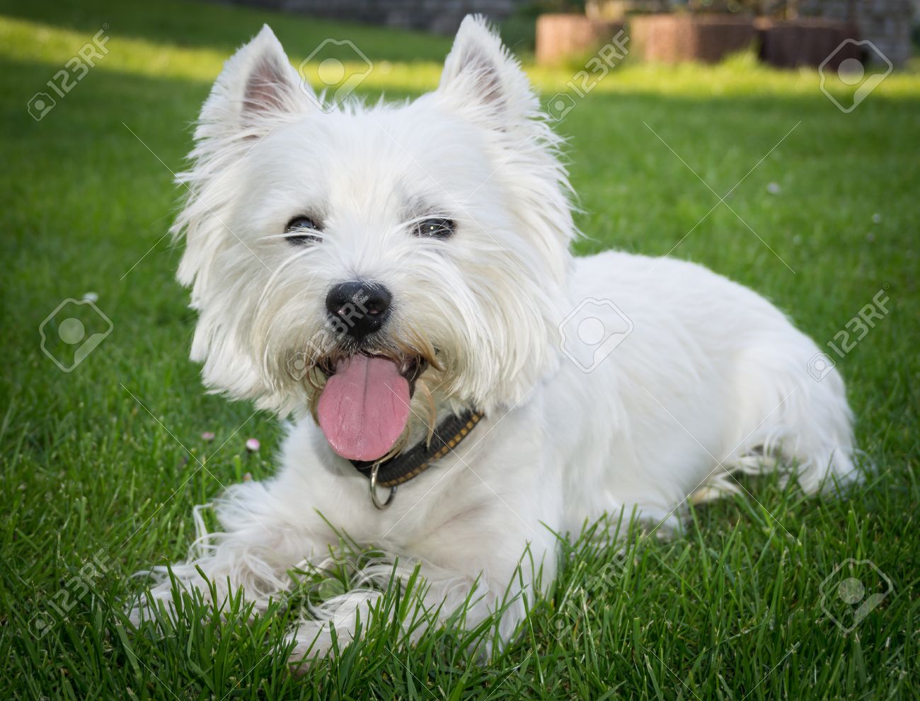 holistic dog supplements