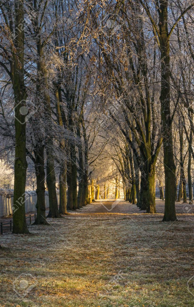 Path On A Frosty Winter Morning On Either Side Are Trees In