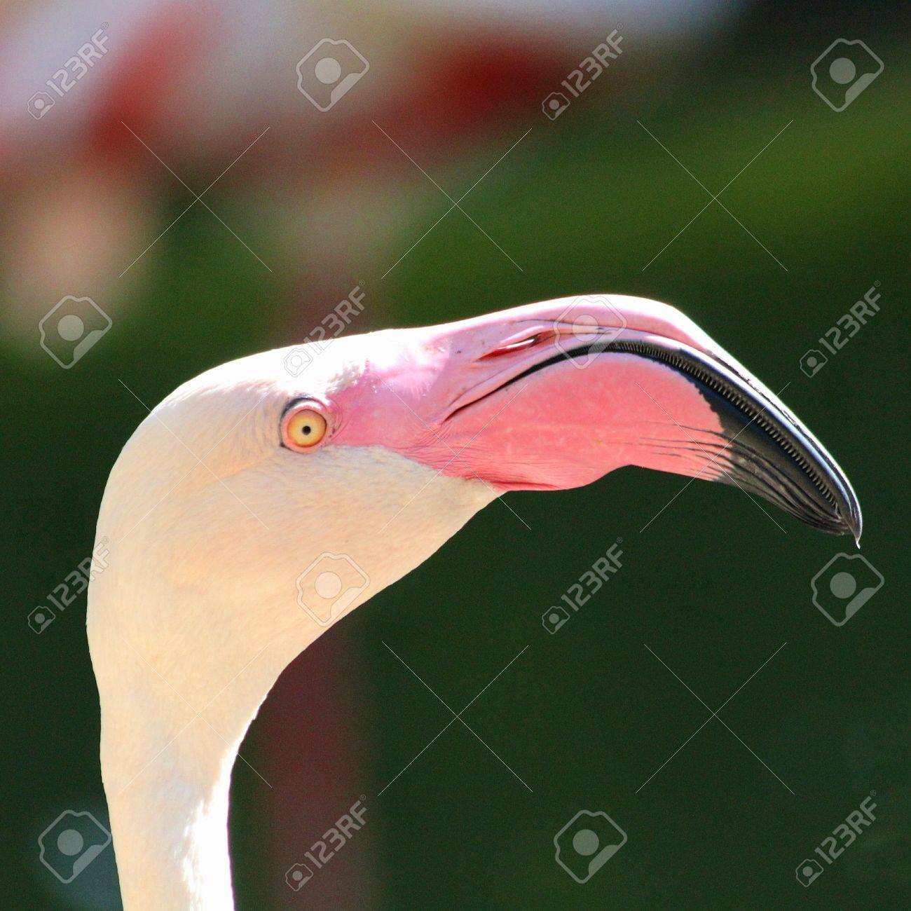 Tête D'un Flamant Rose Banque D'images Et Photos Libres De Droits. Image  27739156.