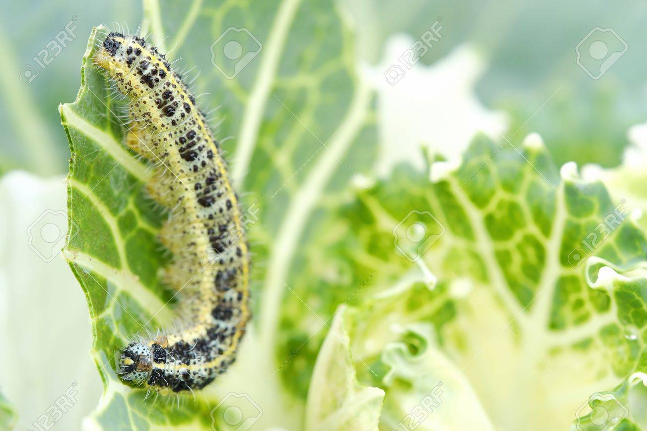 キャベツに黒い斑点と青虫 の写真素材 画像素材 Image