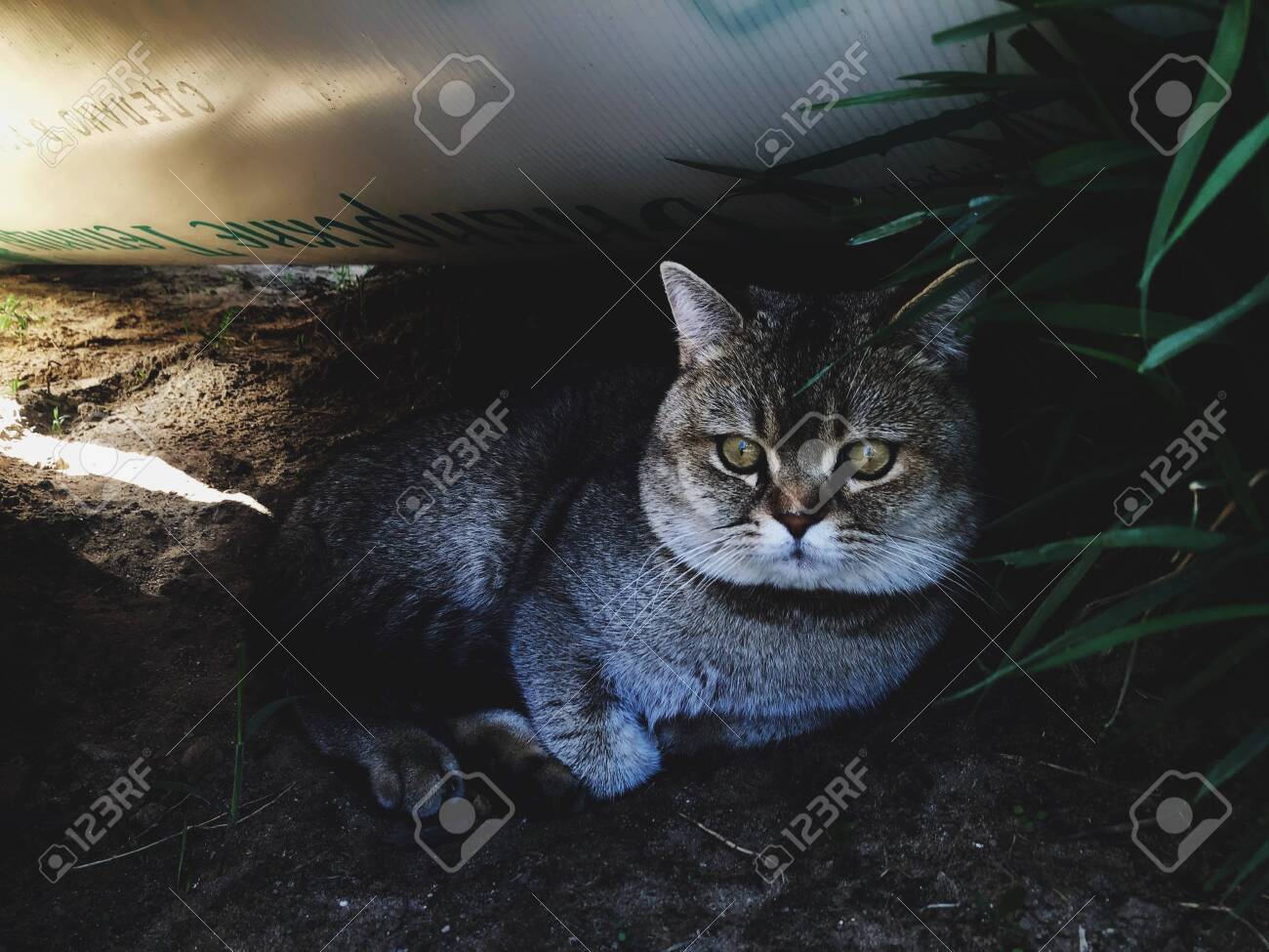etiam-dictum-ipsum-a-felis