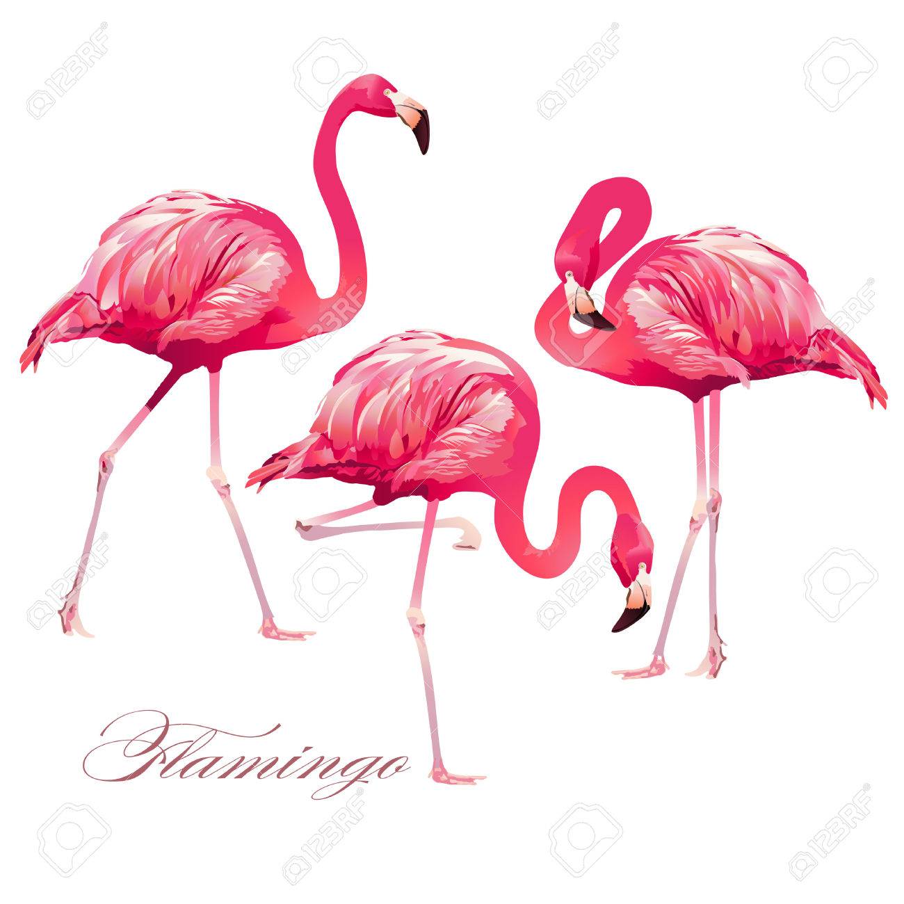 Tropical Bird Flamingos. Vector. - 74903416 Tropical Bird Flamingos. Vector. - 74903416