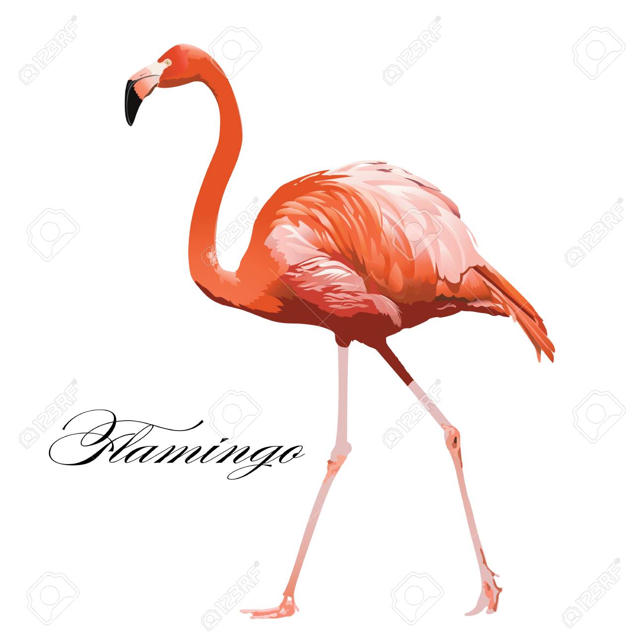 Flamingo tropical exotic coral bird Vector isolated Illustration. - 90853141 Flamingo tropical exotic coral bird Vector isolated Illustration. - 90853141