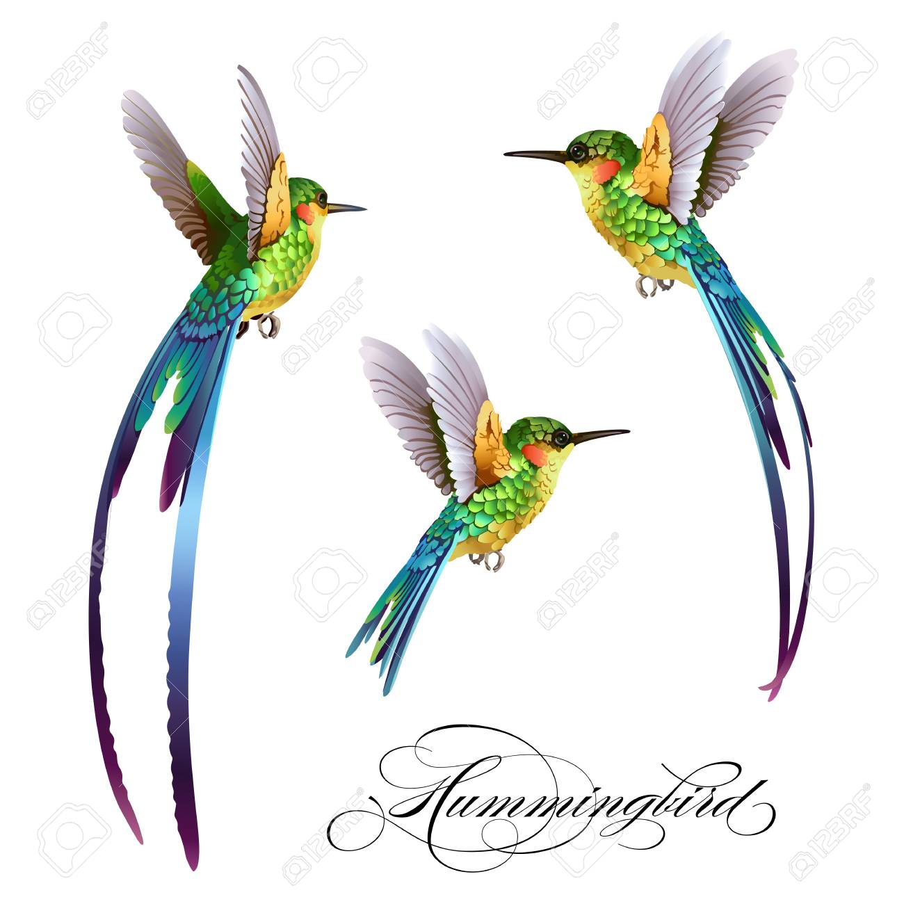 Hummingbirds set. Tropical seamless pattern with bird. - 91838127 Hummingbirds set. Tropical seamless pattern with bird. - 91838127