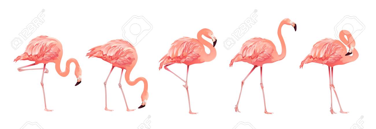 Pink Flamingo Bird Set Isolated on White Background. Vector illustration - 108528359 Pink Flamingo Bird Set Isolated on White Background. Vector illustration - 108528359