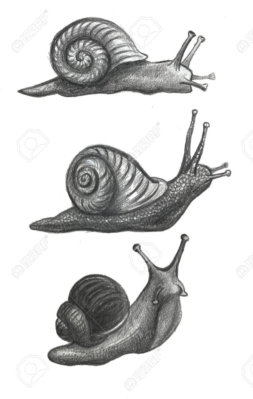 Cute Snail Cartoon Set Of Funny Ethnic Drawings. Drawing By Hand, Pencil, Watercolor Wash. Stock Photo, Picture And Royalty Free Image. Image 136073328. Cute Snail Cartoon Set Of Funny Ethnic Drawings. Drawing By Hand, Pencil, Watercolor Wash. Stock Photo, Picture And Royalty Free Image. Image 136073328.