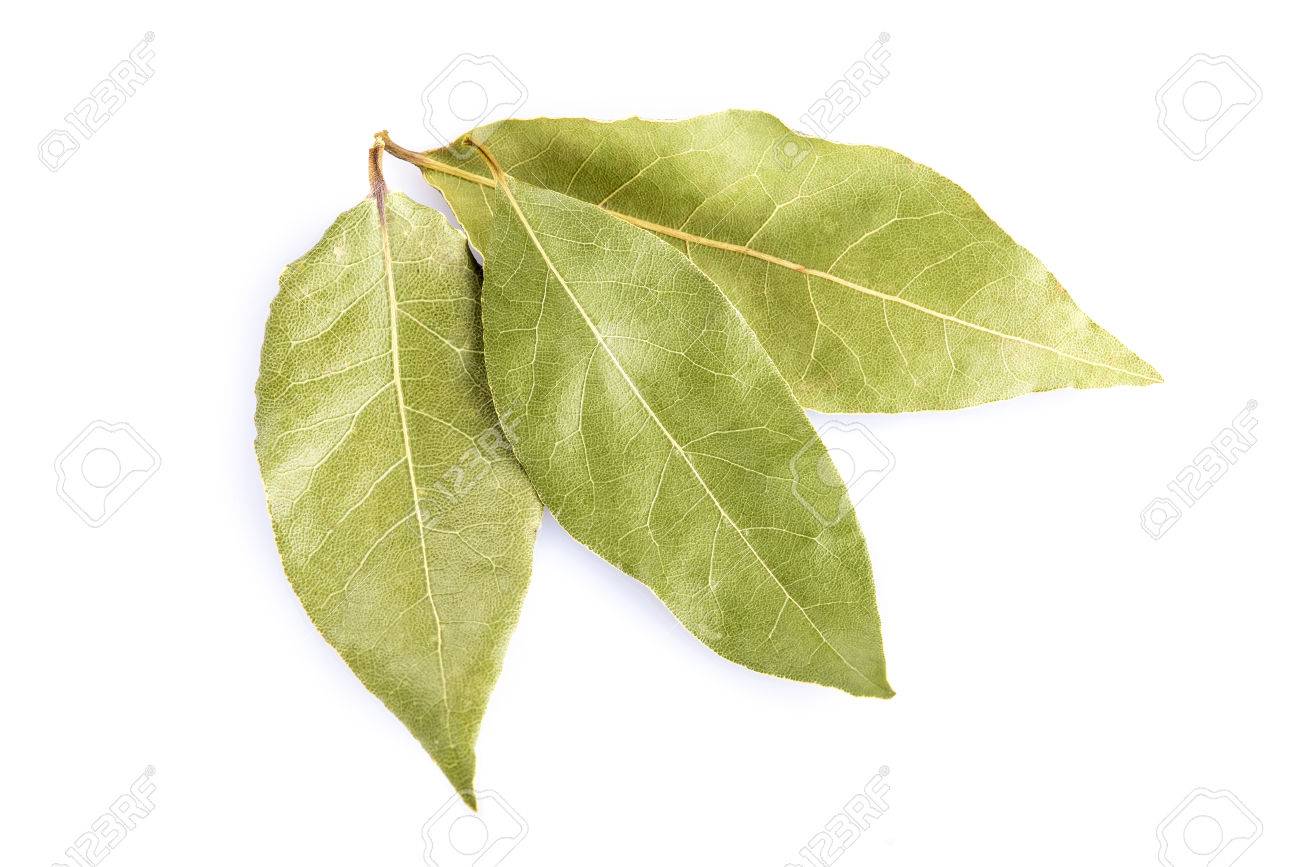 白い背景に分離した乾燥月桂樹の葉 の写真素材 画像素材 Image
