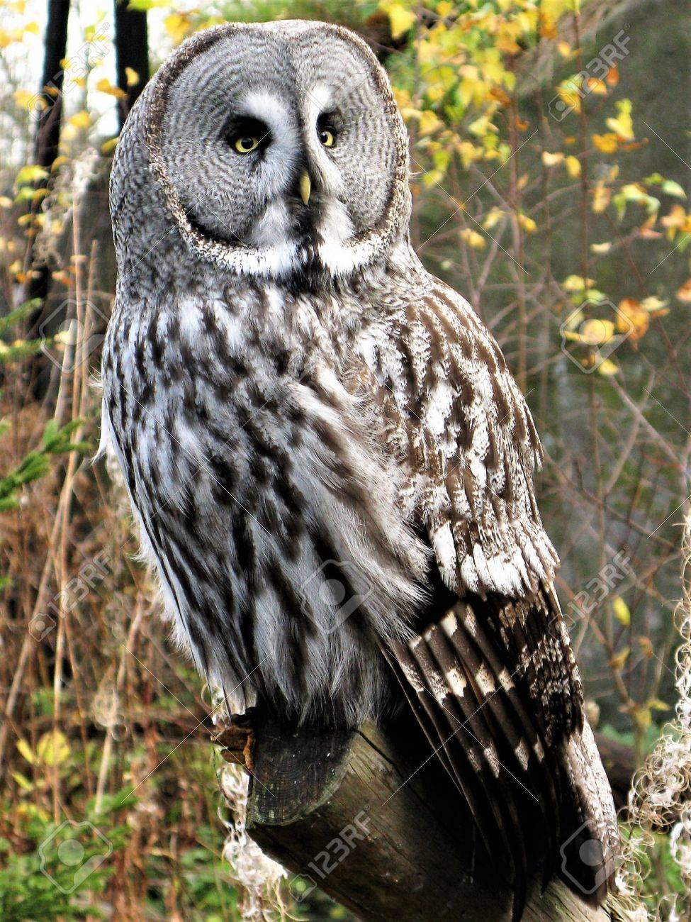 カラフトフクロウ Strix カメノコハムシ の写真素材 画像素材 Image 7681