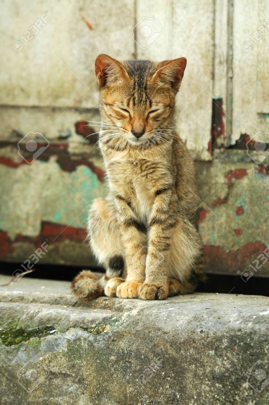 cat kitten door