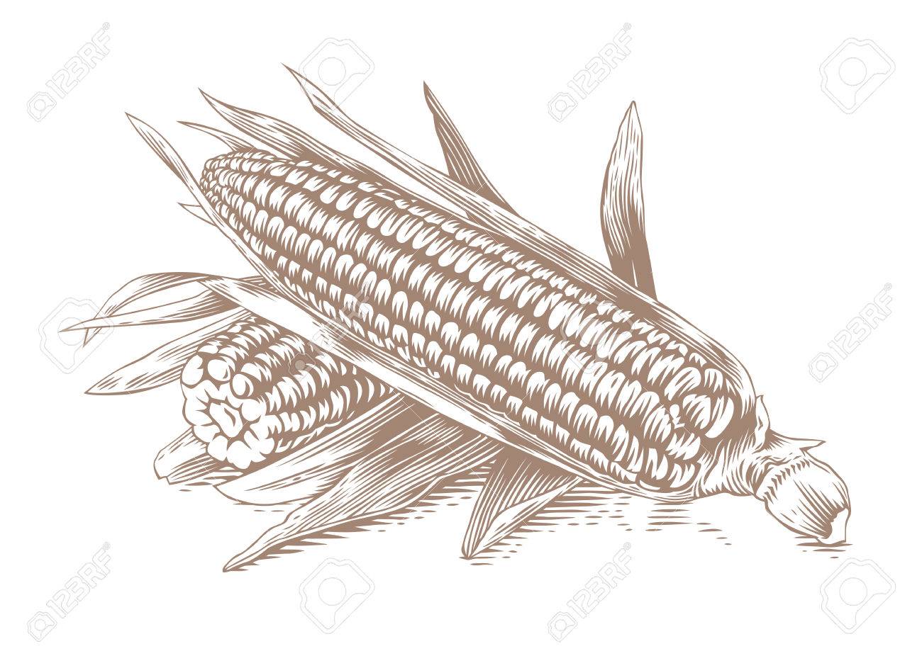 Dessin De Deux Epis De Mais Avec Des Feuilles Sur Le Fond Blanc Clip Art Libres De Droits Vecteurs Et Illustration Image