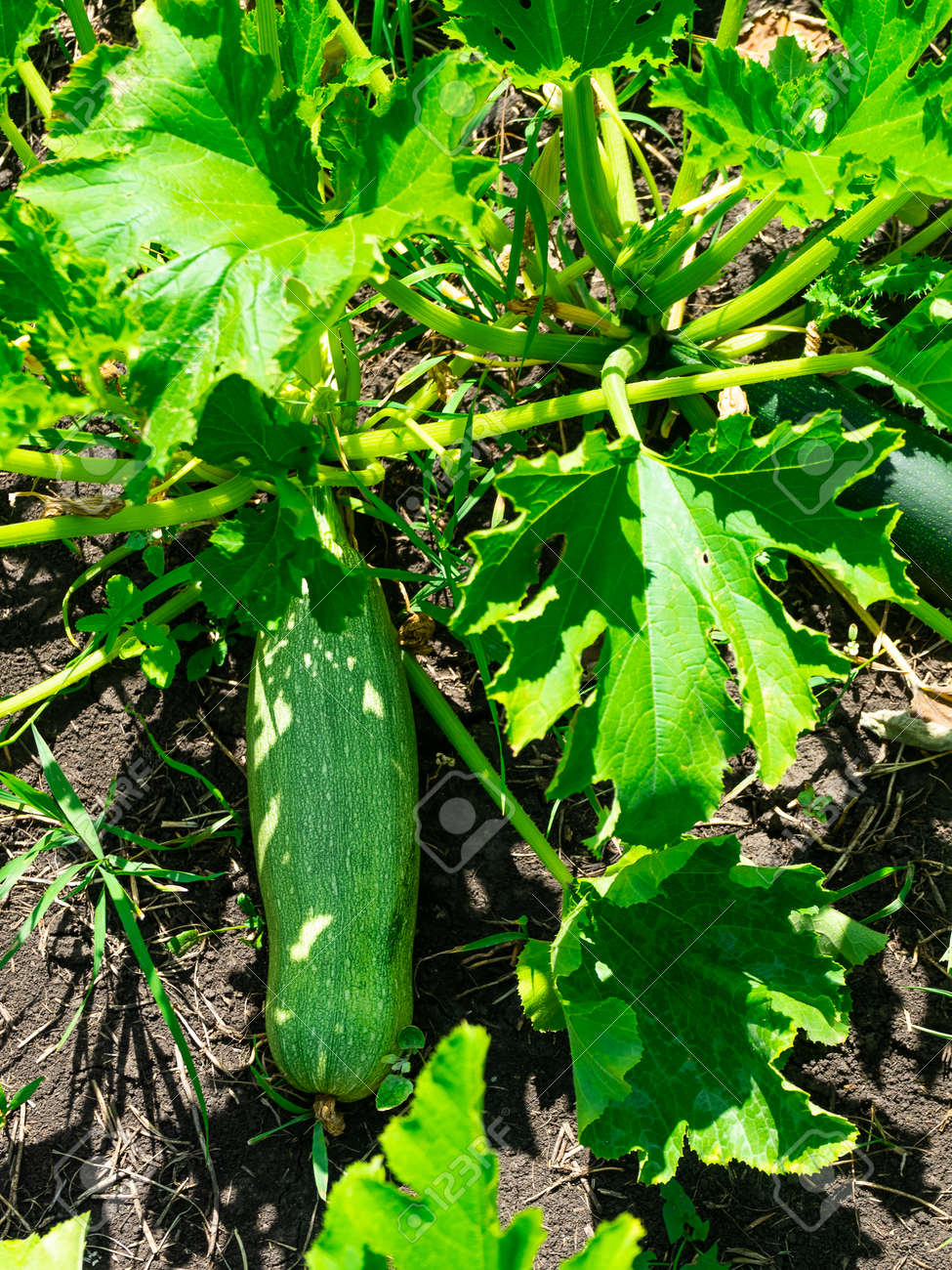 Squash plant with blossoms, zucchini in the garden, organic vegetables.Courgette plant fruits growing in the garden bed outdoors. - 172018552 Squash plant with blossoms, zucchini in the garden, organic vegetables.Courgette plant fruits growing in the garden bed outdoors. - 172018552