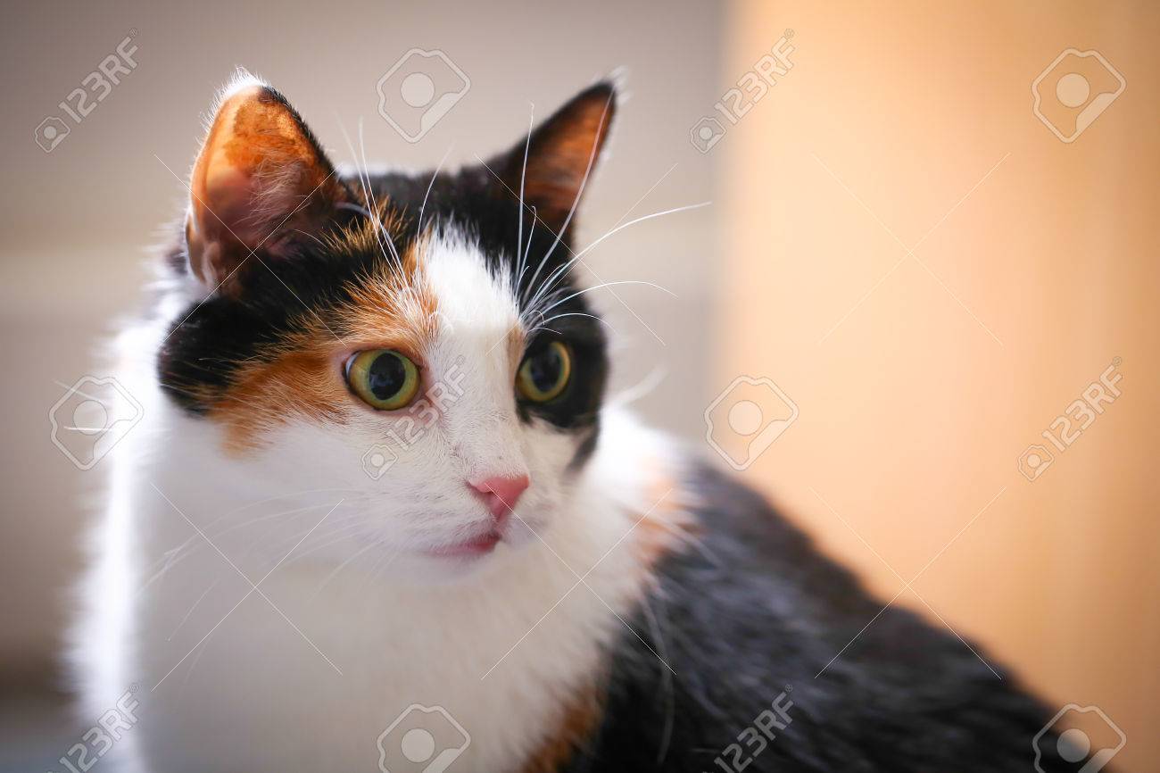 Fat Calico Cat With A Sad Face In A Closeup View Indoor Stock Photo Picture And Royalty Free Image Image 32776565