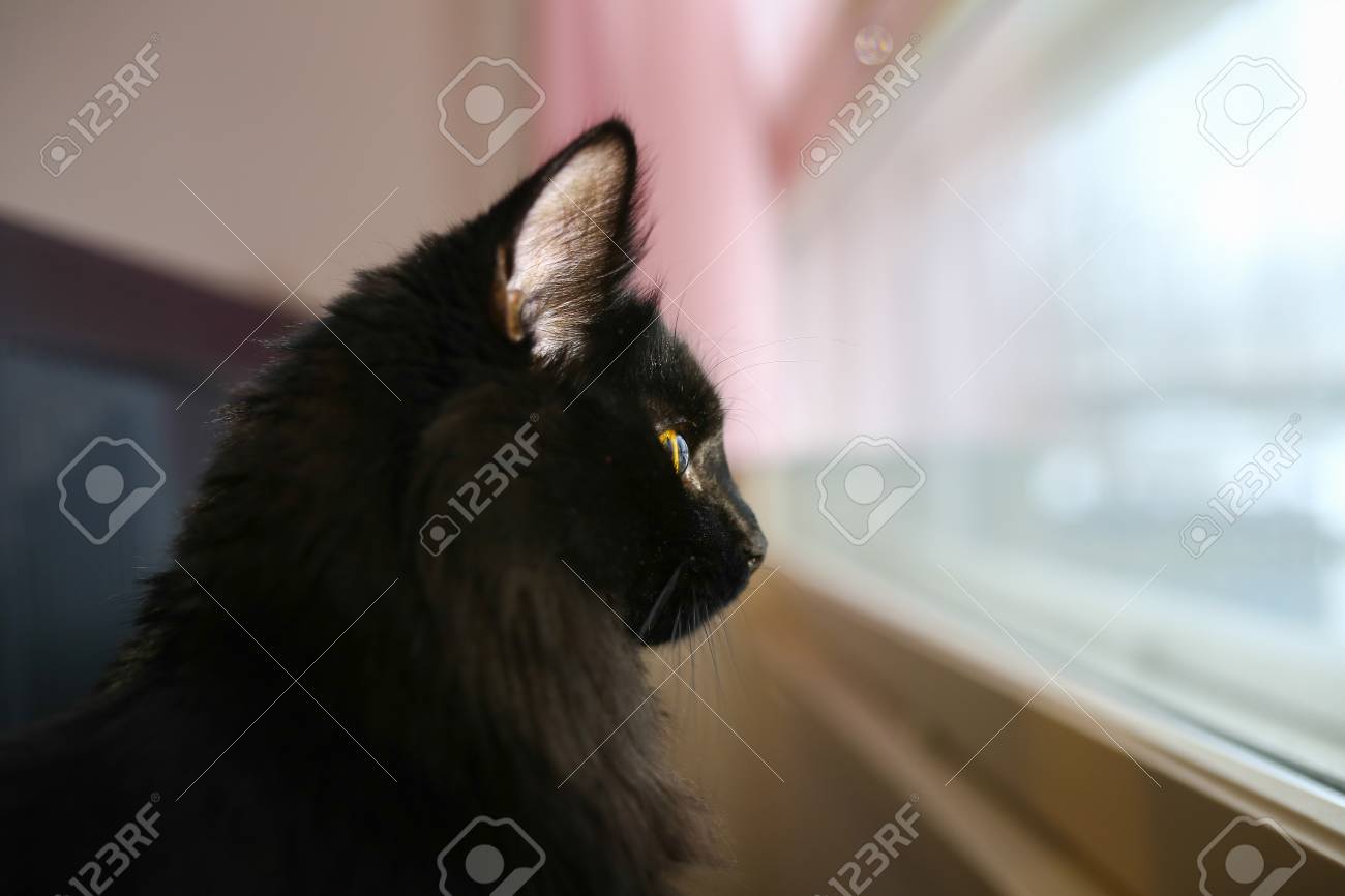 etiam-dictum-ipsum-a-felis