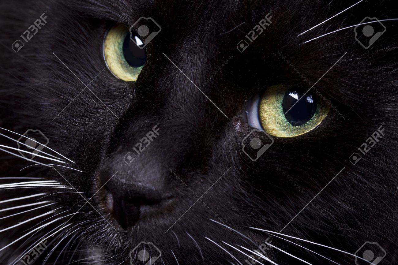 国内黒猫の顔クローズ アップ の写真素材 画像素材 Image 国内黒猫の顔クローズ アップ の写真素材 画像素材 Image