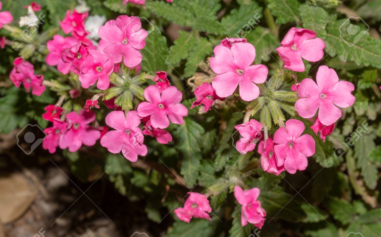 Pink verbena flowers. Flowers of Pink verbena in the summer garden