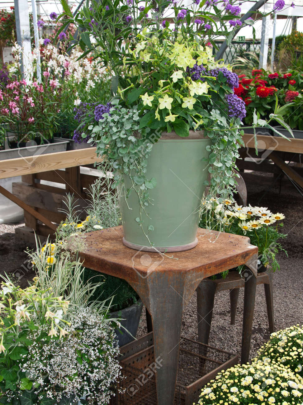 ガーデニングの温室でカラフルな植物および花の整理 の写真素材 画像素材 Image