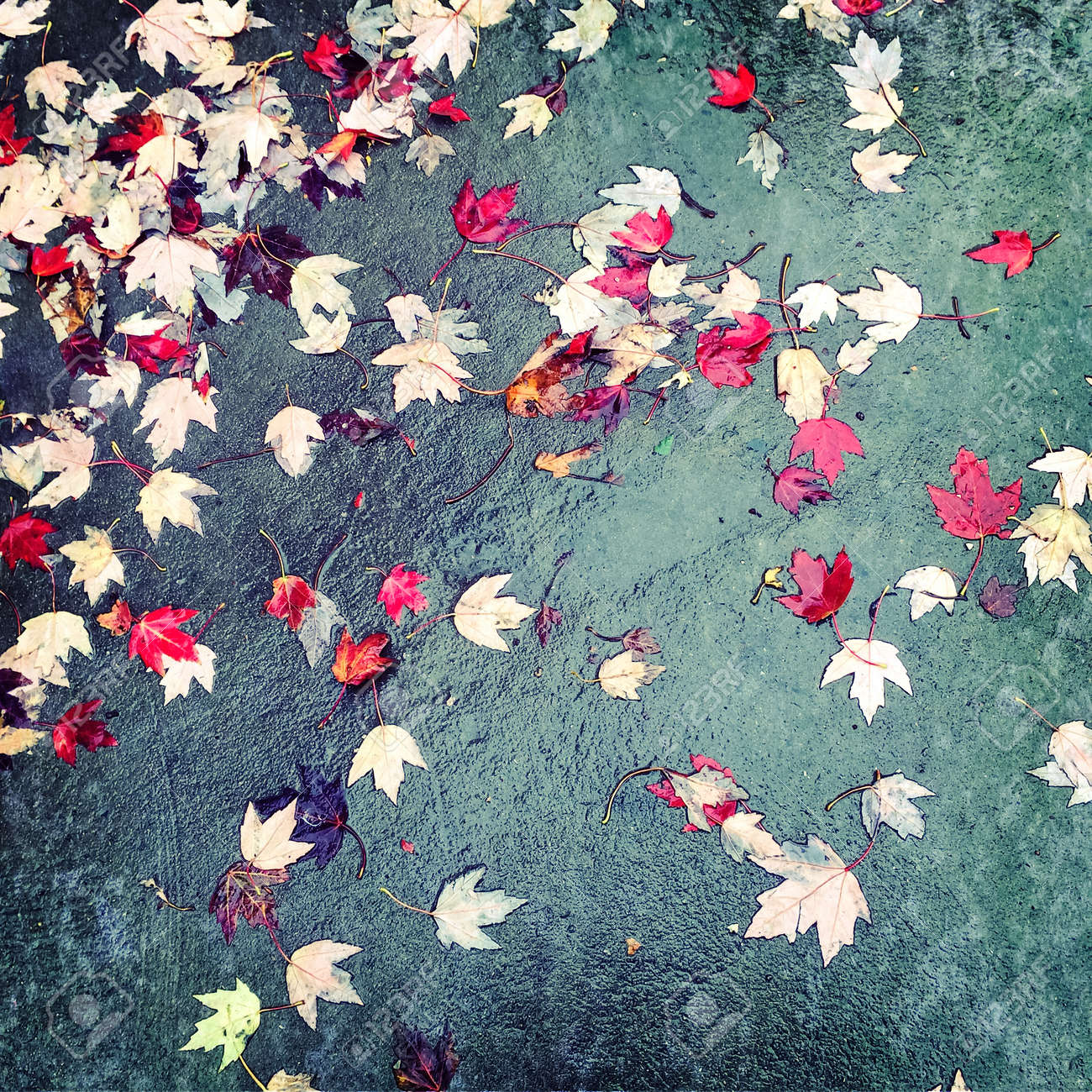 雨の日のコンクリートの背景に紅葉します の写真素材 画像素材 Image