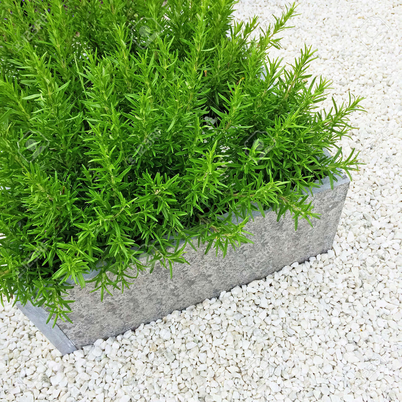 rosemary plant on white